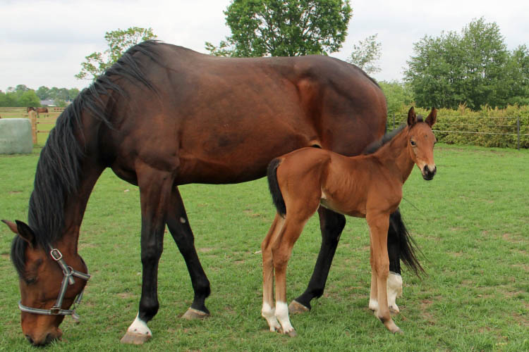Cathal vd Holsteinerhoeve Z